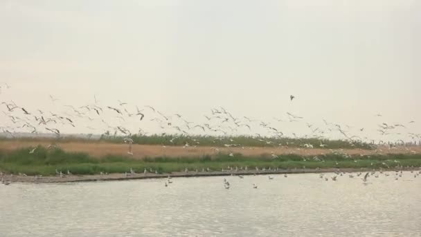 Racci létající ve zpomaleném pohybu racci vody a oblohy — Stock video