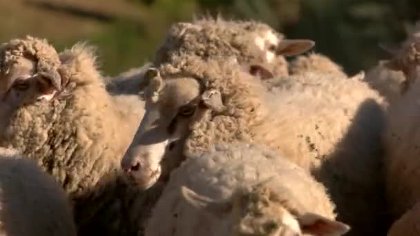 Ovelhas estão caminhando rebanho de animais domésticos rebanho na terra de pastagem — Vídeo de Stock
