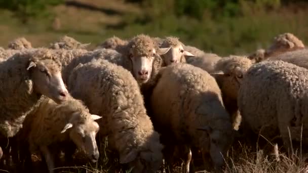 Вівці їдять траву на лузі тварини ходять на полі — стокове відео