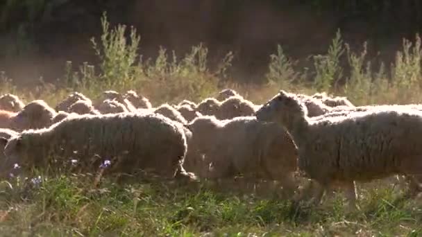 Rebanho ovino é animais ambulantes em pastagens — Vídeo de Stock