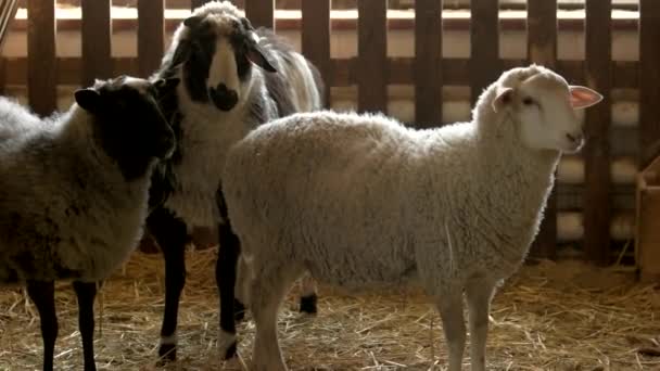 Sheeps at stable of livestock farm three cute sheeps standing on straw — Stock Video