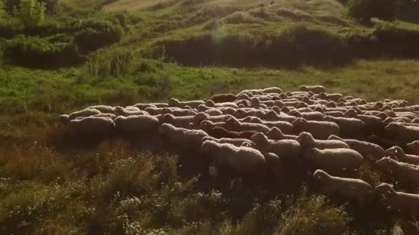 羊の群れが牧草地を歩いています — ストック動画
