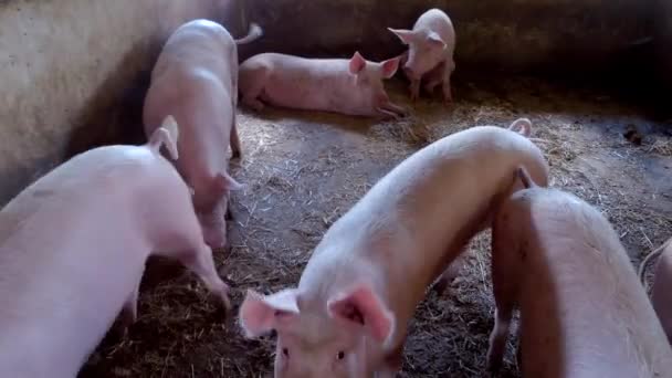 Small group of pigs piggy lies on straw — Stock Video
