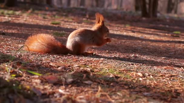 Lo scoiattolo raccoglie noci per l'inverno — Video Stock