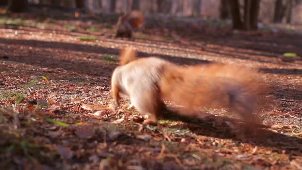 Eekhoorn oogst noten voor de winter — Stockvideo