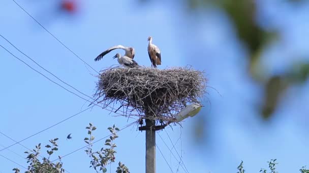 Cigognes dans le nid preening sa famille de plumes de cigognes — Video