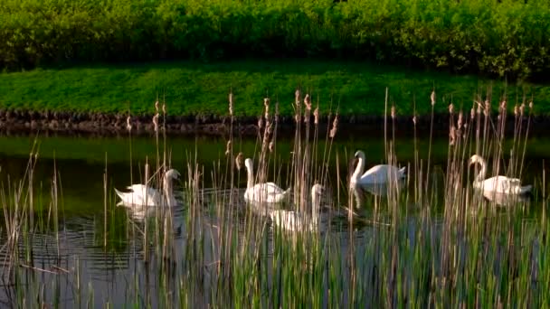Лебеди купаются в озере на летнем фоне природы — стоковое видео