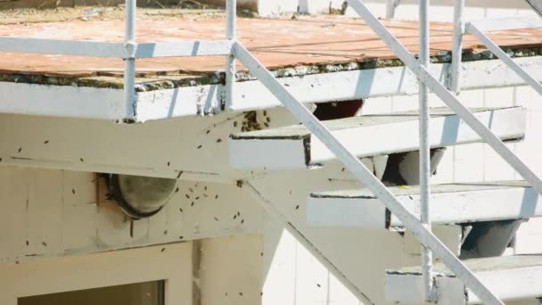 Schwarm unter Treppe Bienen fliegen in der Nähe des alten verlassenen Hauses — Stockvideo