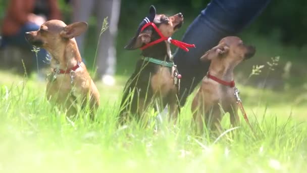 Tres chihuahuas en la hierba adorable chihuahuas — Vídeo de stock