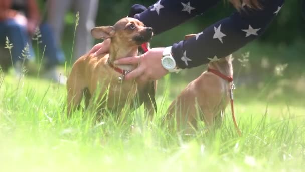 El propietario está disponiendo de tres chihuahuas perros arreglo — Vídeo de stock