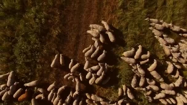 Vue du dessus du troupeau de moutons moutons marchent sur la prairie — Video