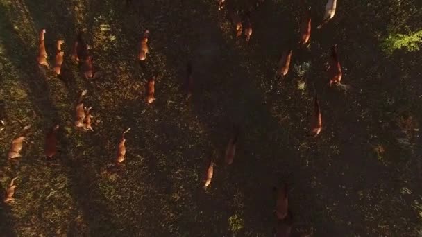 Vista superior de caballos caminando caballos marrones sobre el fondo de hierba — Vídeo de stock