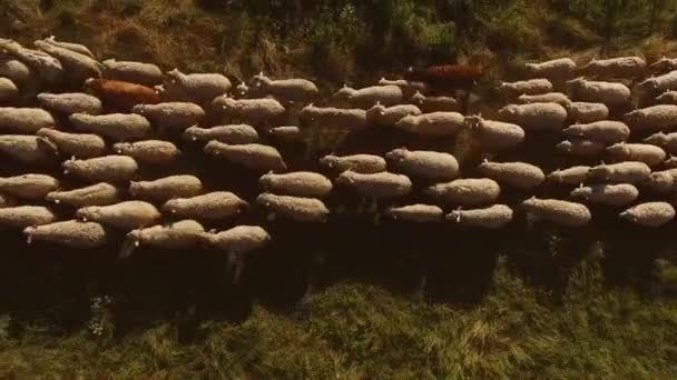 Vue du dessus des moutons marcheurs sur la prairie verte — Video