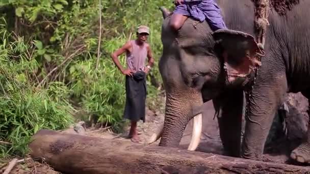 Elefante addestrato costruisce case elefante aiuta gli abitanti del villaggio agricolo — Video Stock