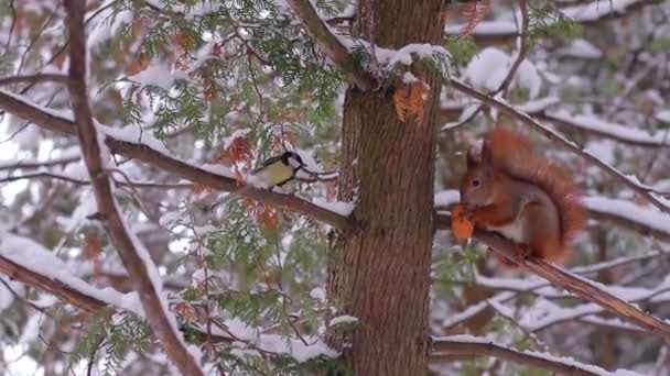 Esquilo na floresta de inverno — Vídeo de Stock