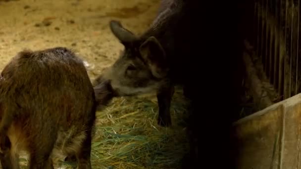 Bir çiftlikte Vietnamlı domuzcuklar Siyah küçük domuzlar — Stok video