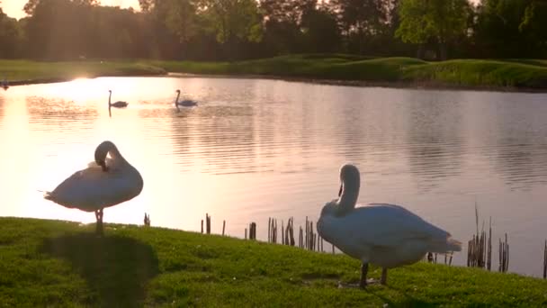 Two swans on green meadow — Stock Video