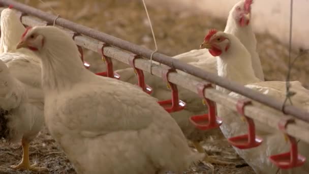 White hen drinks water poultry is walking henhouse at the farm — Stock Video