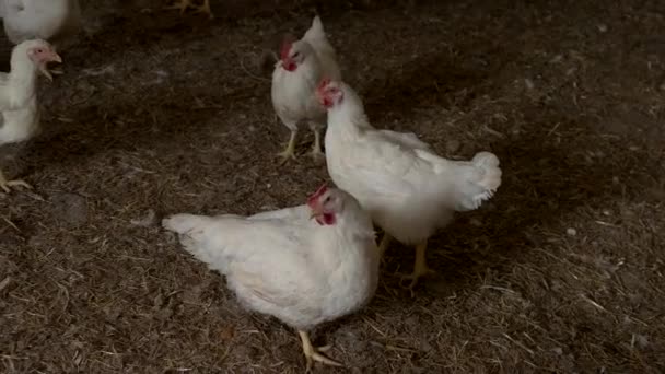 Λευκή κότα περπατά πουλερικά σε αχυρένιο αγρόκτημα φόντο — Αρχείο Βίντεο