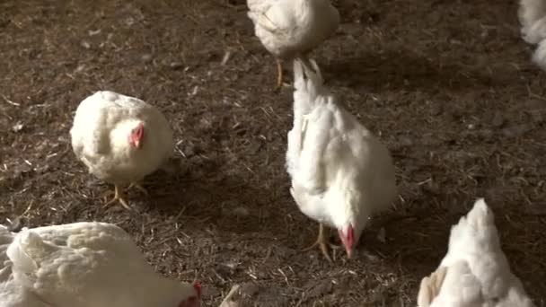 Galinhas brancas que caminham sobre o grupo de palha de aves de capoeira de reprodução na aldeia — Vídeo de Stock