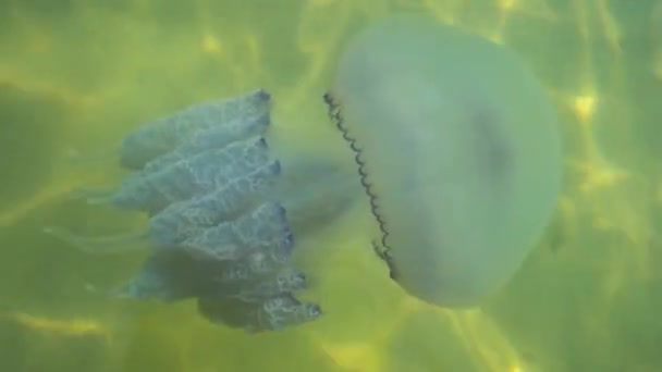 Ubur-ubur air dan ubur-ubur dengan tentakel bergerak — Stok Video