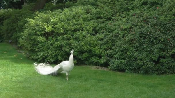 Λευκό παγώνι στο γκαζόν όμορφο πουλί καλοκαιρινή φύση — Αρχείο Βίντεο