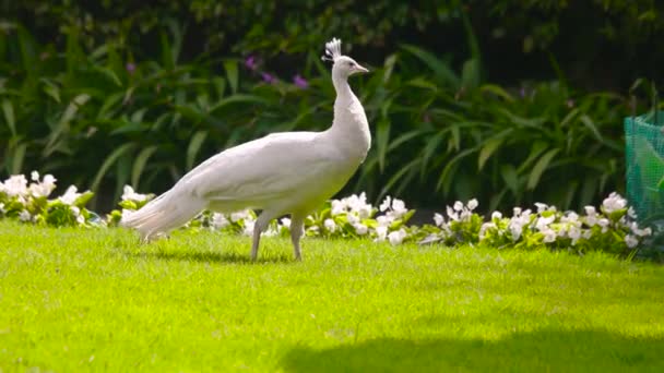 Peafowl blanco y peachick al aire libre — Vídeo de stock