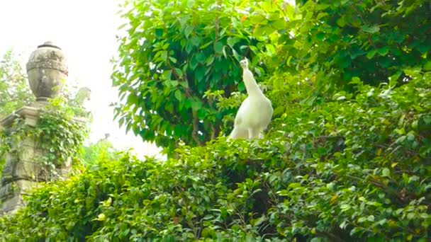 Bianco pavone estate natura bellissimo uccello all'aperto — Video Stock