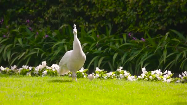Białą pawie z ptakami peachickimi na zielonym trawniku — Wideo stockowe