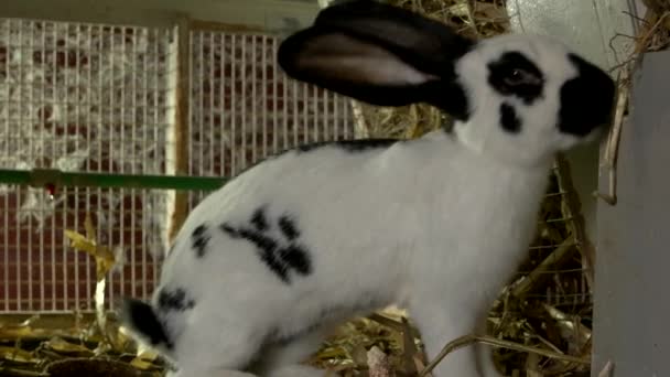 Lapin blanc mangeant du foin à la ferme — Video