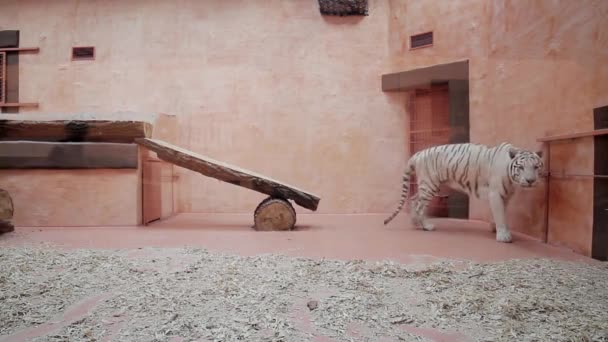 Fehér tigris sétál a madárház tigris mögött az üveg — Stock videók