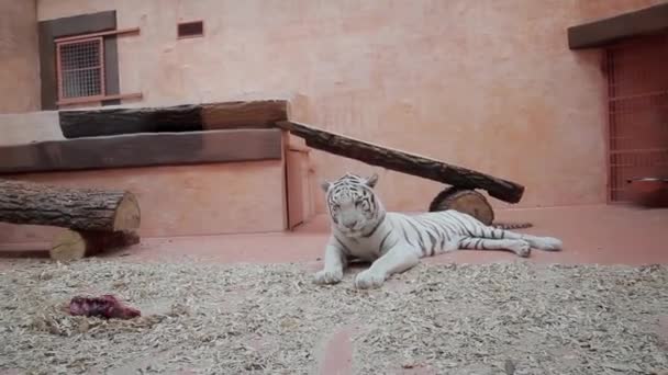 Bílý tygr šel spát tygr v zoo — Stock video