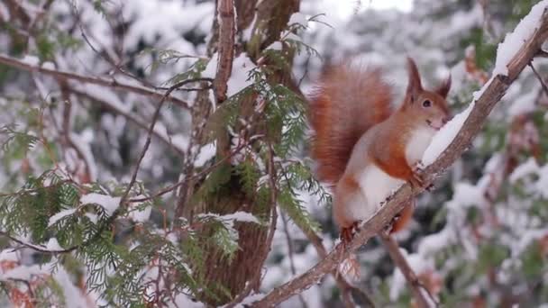 Écureuil saute sur l'arbre — Video