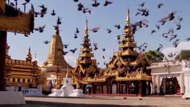 Bir sürü güvercin kiliselerin arka planında oturuyor.