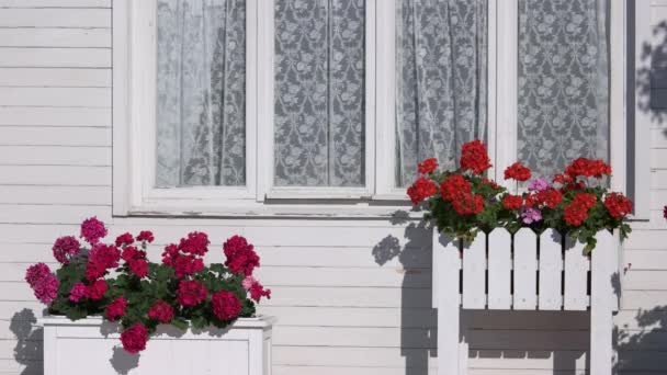 Flores fora janela da casa petúnias coloridas brilhantes — Vídeo de Stock