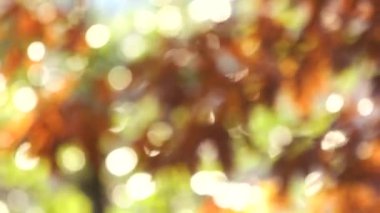 sonbahar yapraklarının bokeh arkaplanı