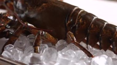 Büyük ıstakoz buzda yatan canlı ıstakozu hareket ettiriyor.