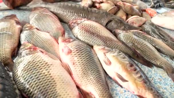 Οξύρρυγχος κυπρίνος και gobies στην αγορά ψαριών — Αρχείο Βίντεο