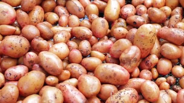 Batatas ordenadas limpas boa colheita de batatas — Vídeo de Stock