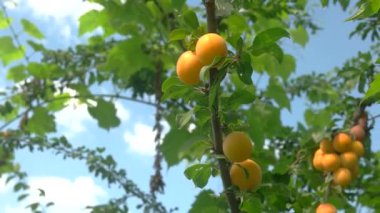 El daldaki kirazlı eriklerden meyve topluyor.