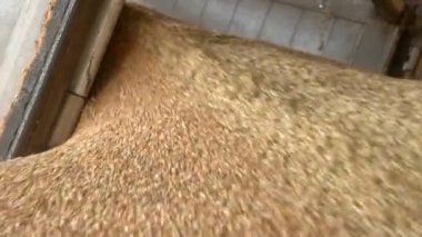 Tahıl ve tahıl dökülüyor. Yiyecek fabrikasını kapatıyor. Buğday akıyor.