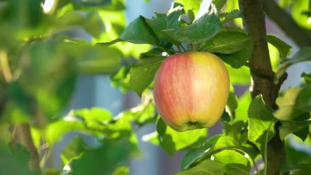 Hembra mano recoger manzana fruta luz del sol — Vídeo de stock