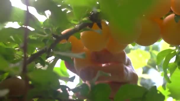 Hand picking fruits plums of yellow color — Stock Video