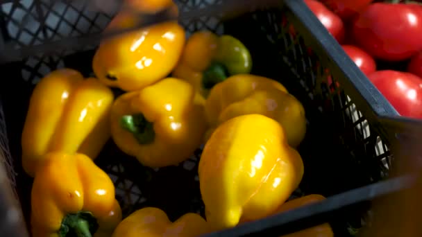 Tomar a mano verduras de la caja de pimiento primer plano — Vídeo de stock
