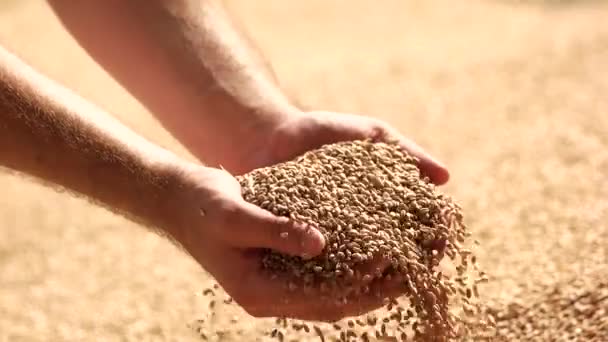 Mänskliga händer med vete grabbing spannmål från högen närbild — Stockvideo