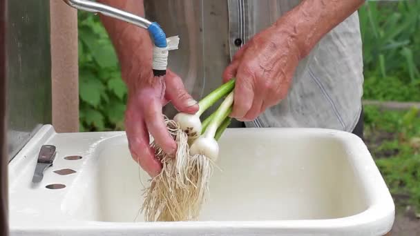 Старі руки миють часник літній чоловік у селі — стокове відео