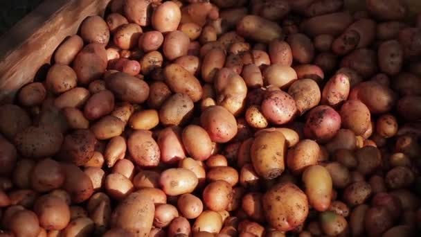 Batatas em caixas de madeira — Vídeo de Stock