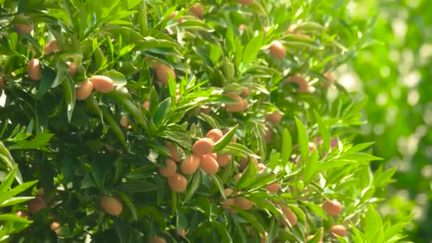 Mandarines mûres sur les branches fruits et feuilles — Video