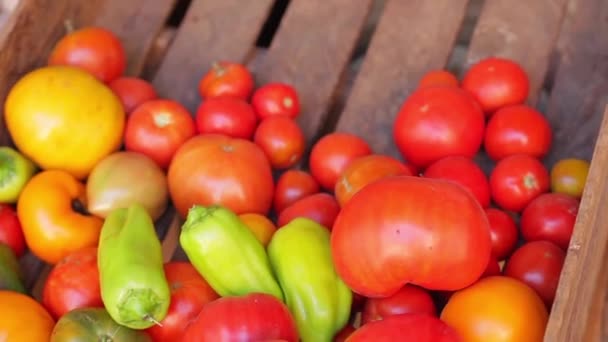 Tomaten und Paprika in einer Holzkiste — Stockvideo