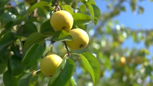 Gelbe Birnen auf Zweig Sonnenschein und Baumblätter Früchte — Stockvideo